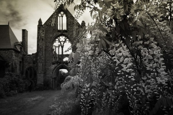 Serie: Klosterruine (Foto: Rainer Koch)