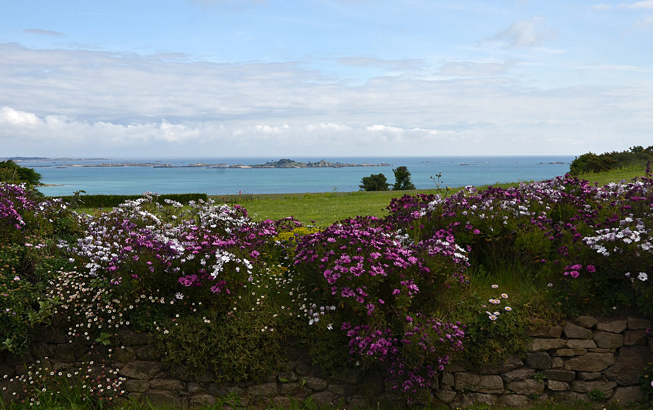 Blumen-Meer (Foto: Günter Giese)