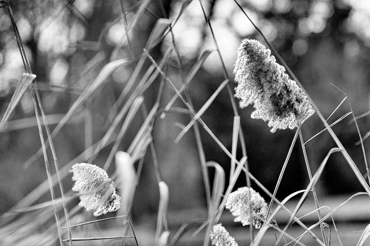 Gras (Foto: Uli Pfeufer)