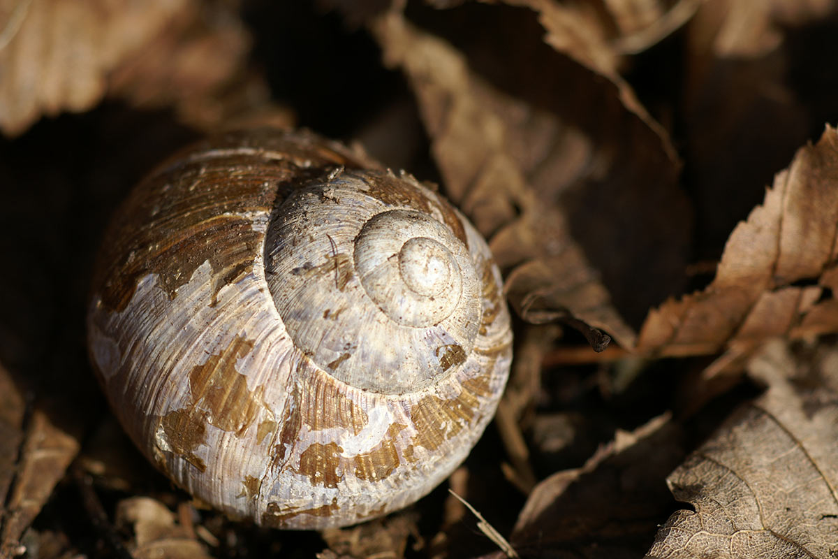 Verwittert (Foto: Sylvi Raakow)