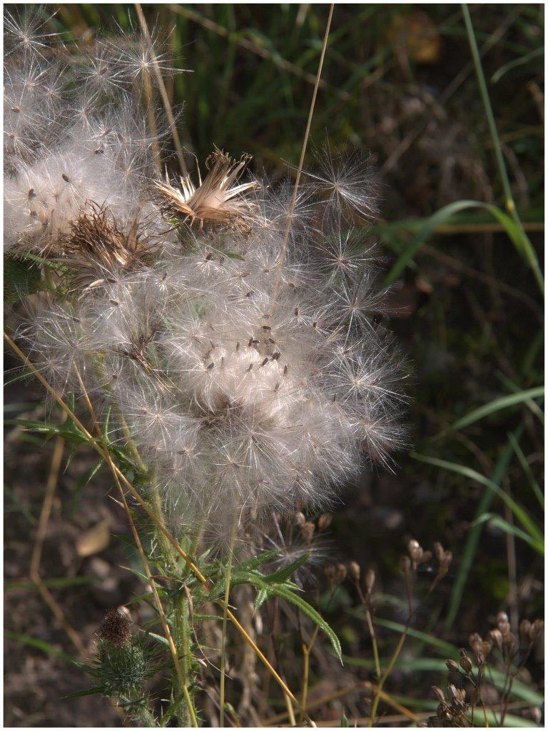 Distel (Foto: Karl-Heinz Richter)