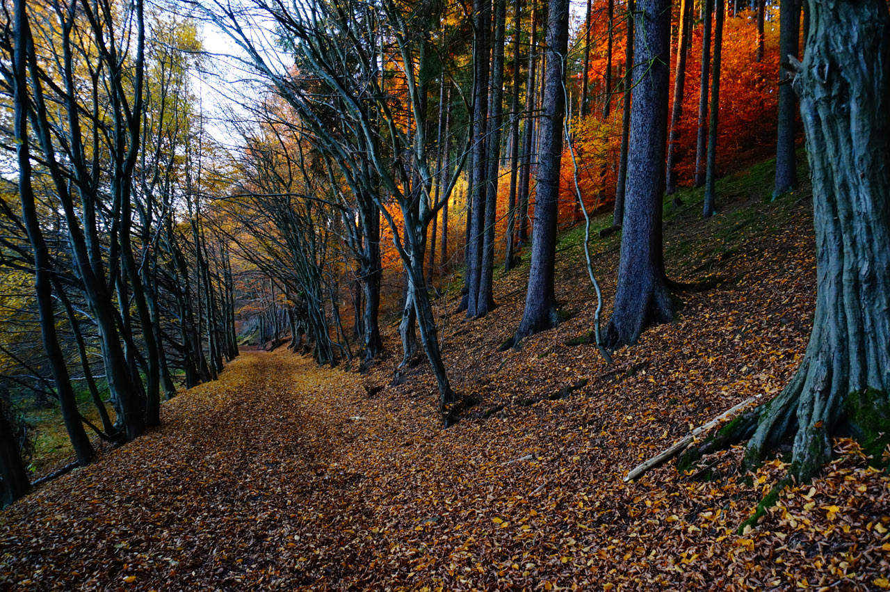 Geisterwald (Foto: Günter Giese)