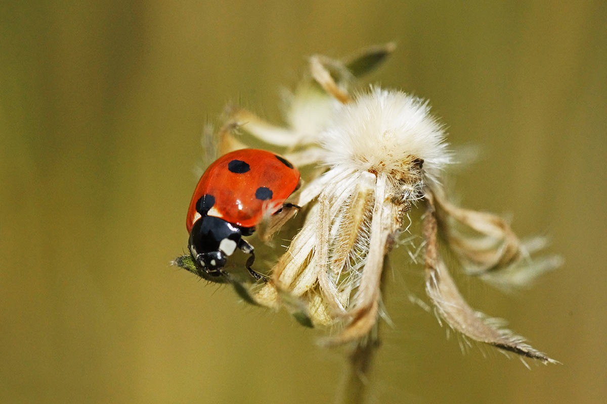 Glückskäfer (Foto: Sylvi Raakow)