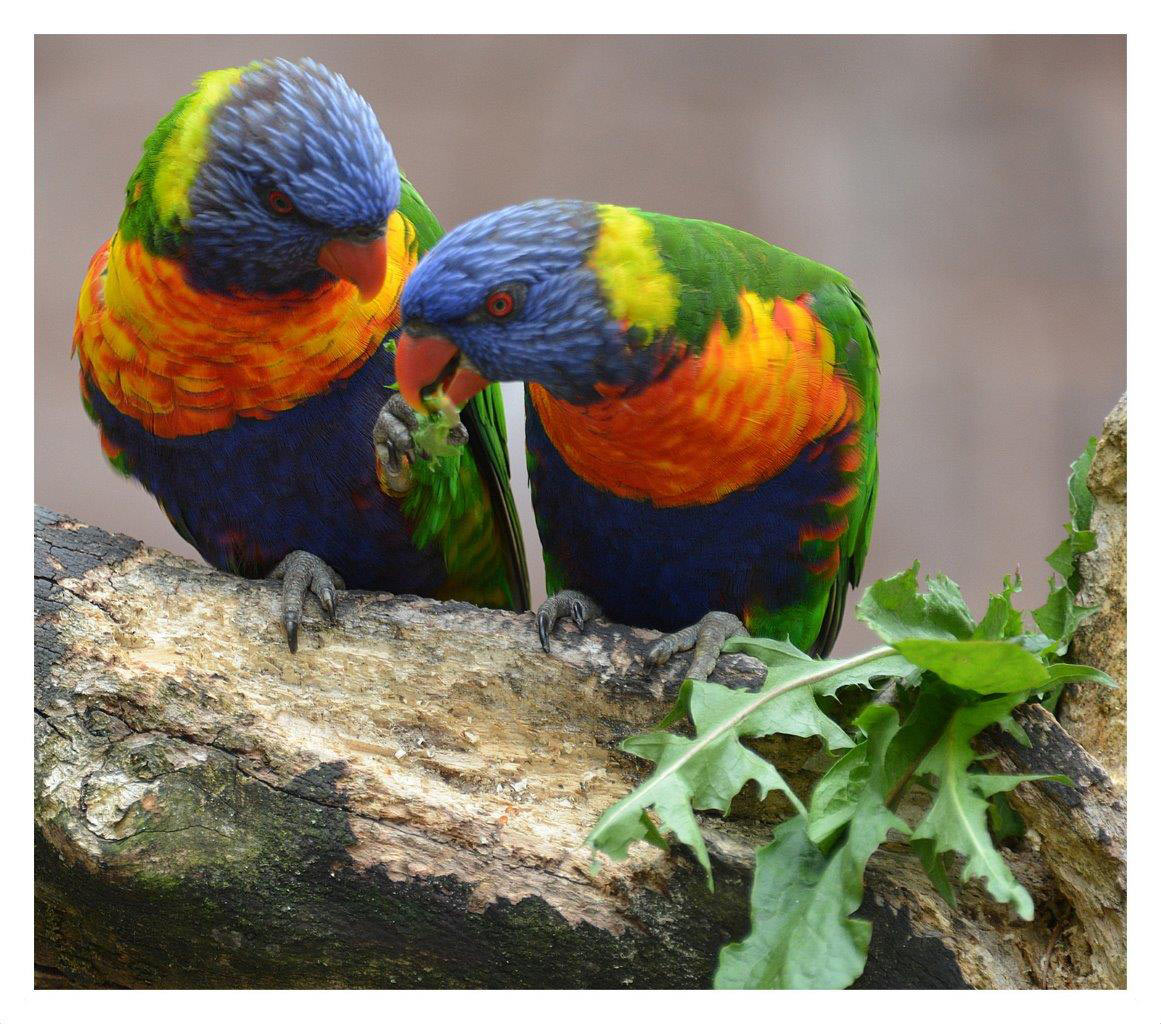 Bunte Vögel (Foto: Karl-Heinz Richter)