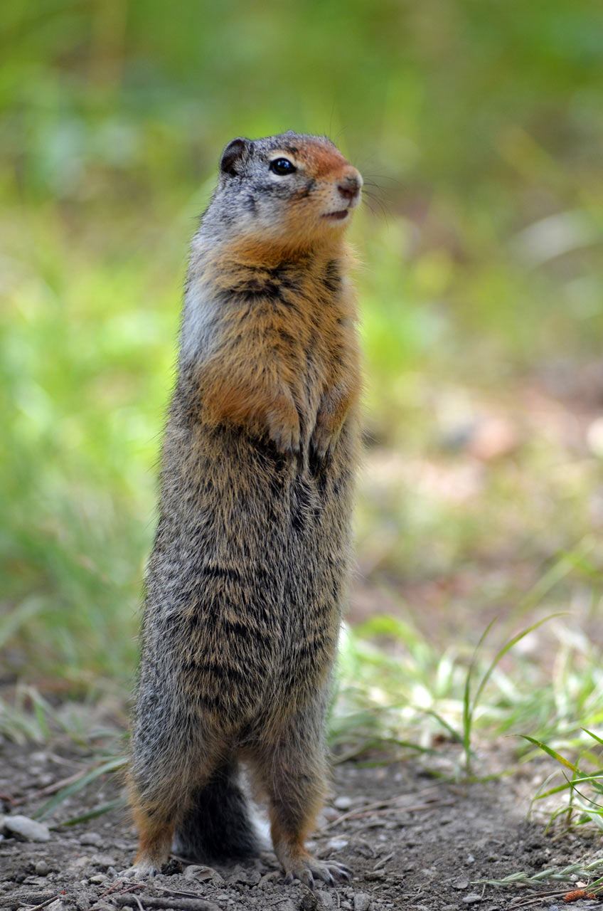 Hörnchen (Foto: Günter Giese)