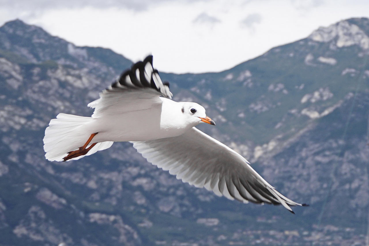 Im Anflug (Foto: Roland Kastner)