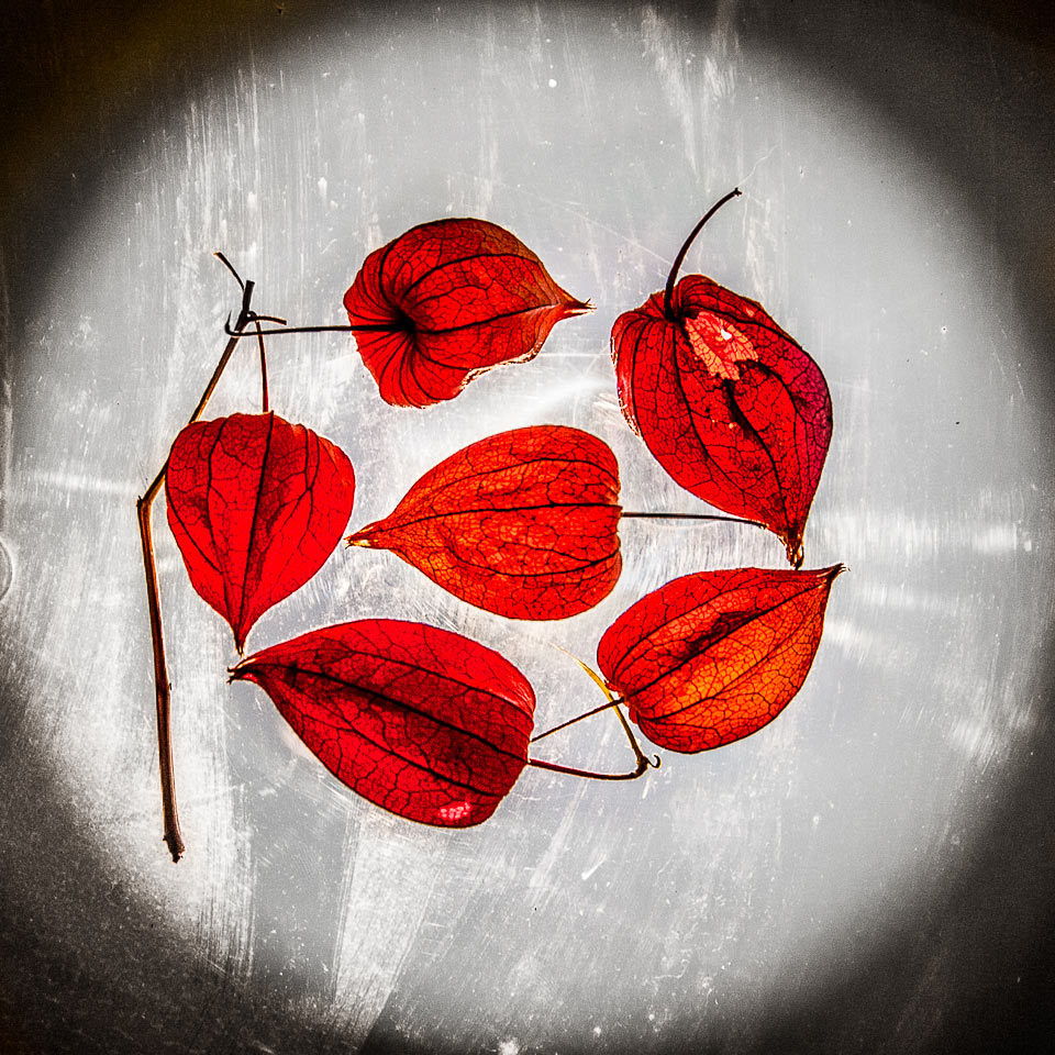 Physalis (Foto: Uli Pfeufer)