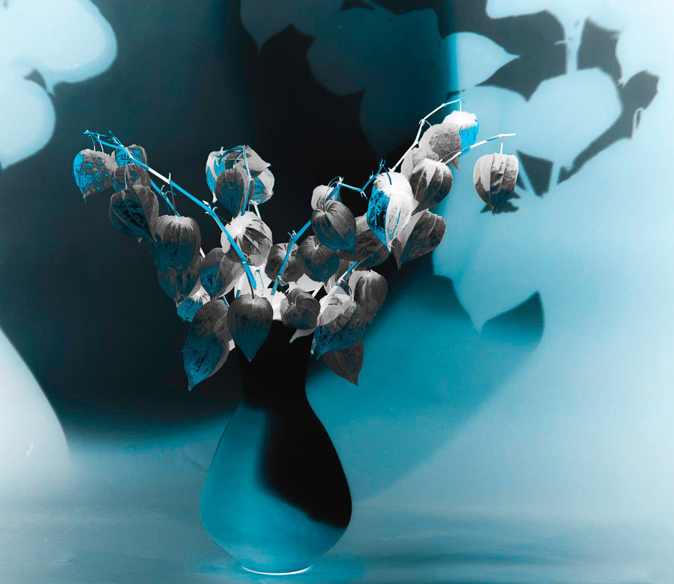 Pseudostrauß (Foto: Uli Pfeufer)