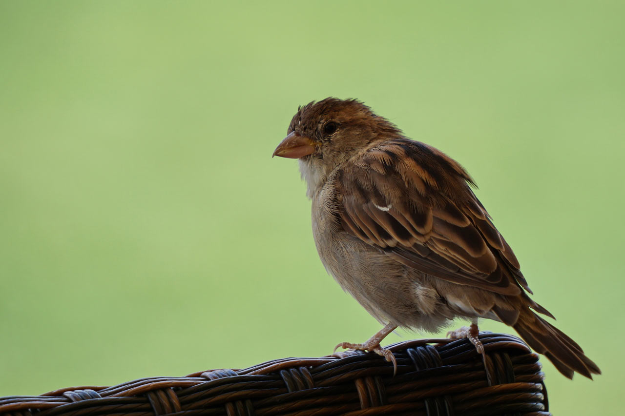 Zaungast (Foto: Roland Kastner)