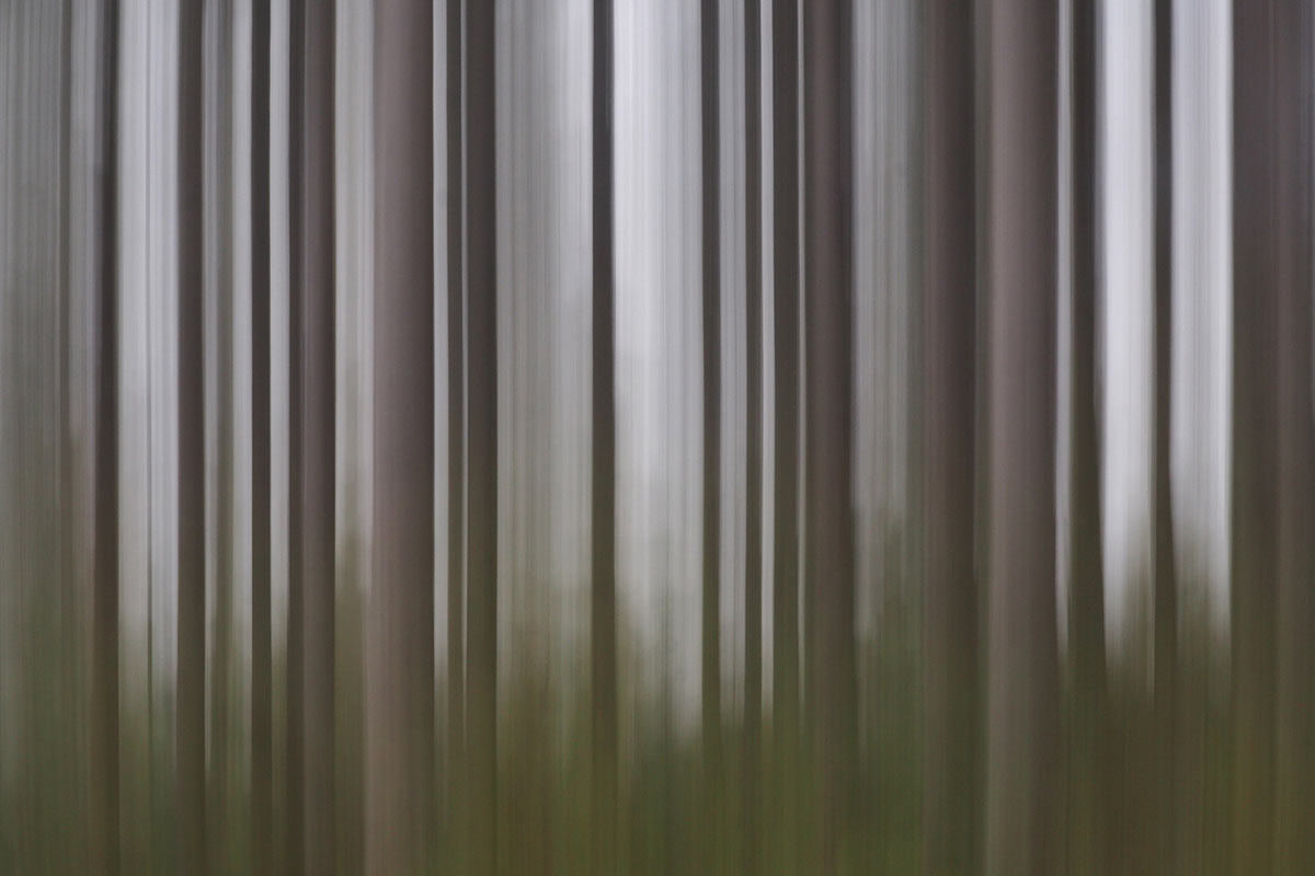 Serie: Wischwald (Foto: Andreas Kuhrt)