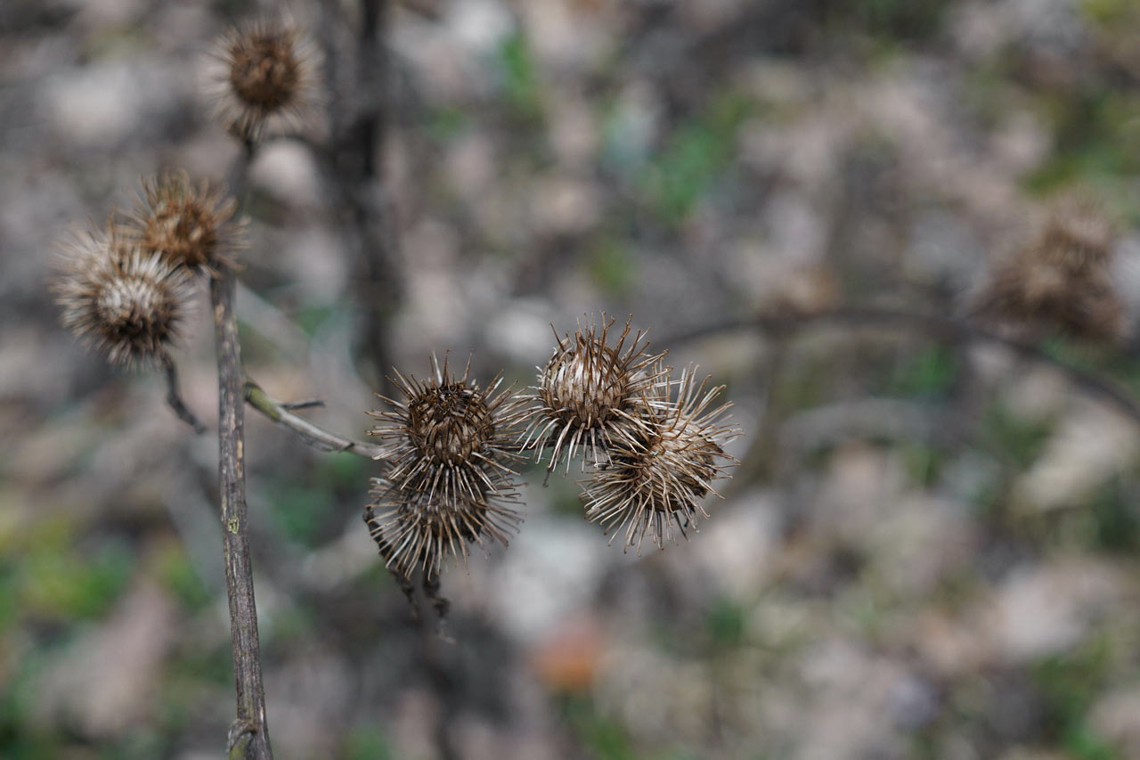 2016-04-03-Distel-rok-3.33 Distel (Foto: Roland Kastner)