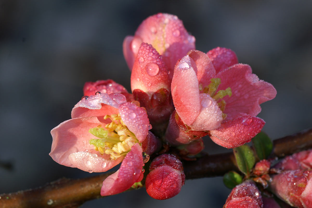 2016-04-09-Fruehlingserwachen-sr-6.33 Frühlingserwachen (Foto: Sylvi Raakow)