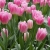 Tulpen aus Holland (Foto: Manuela Hahnebach)