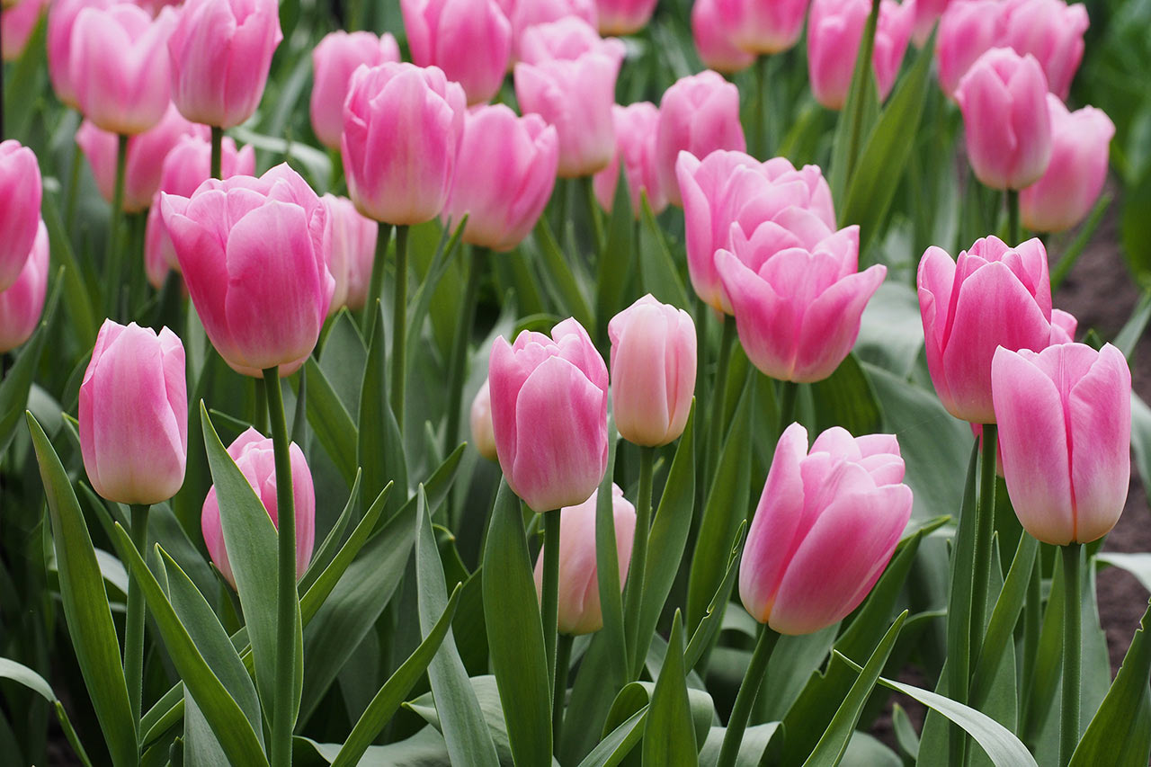 2016-04-32-tulpen_aus_holland-mh-5 Tulpen aus Holland (Foto: Manuela Hahnebach)