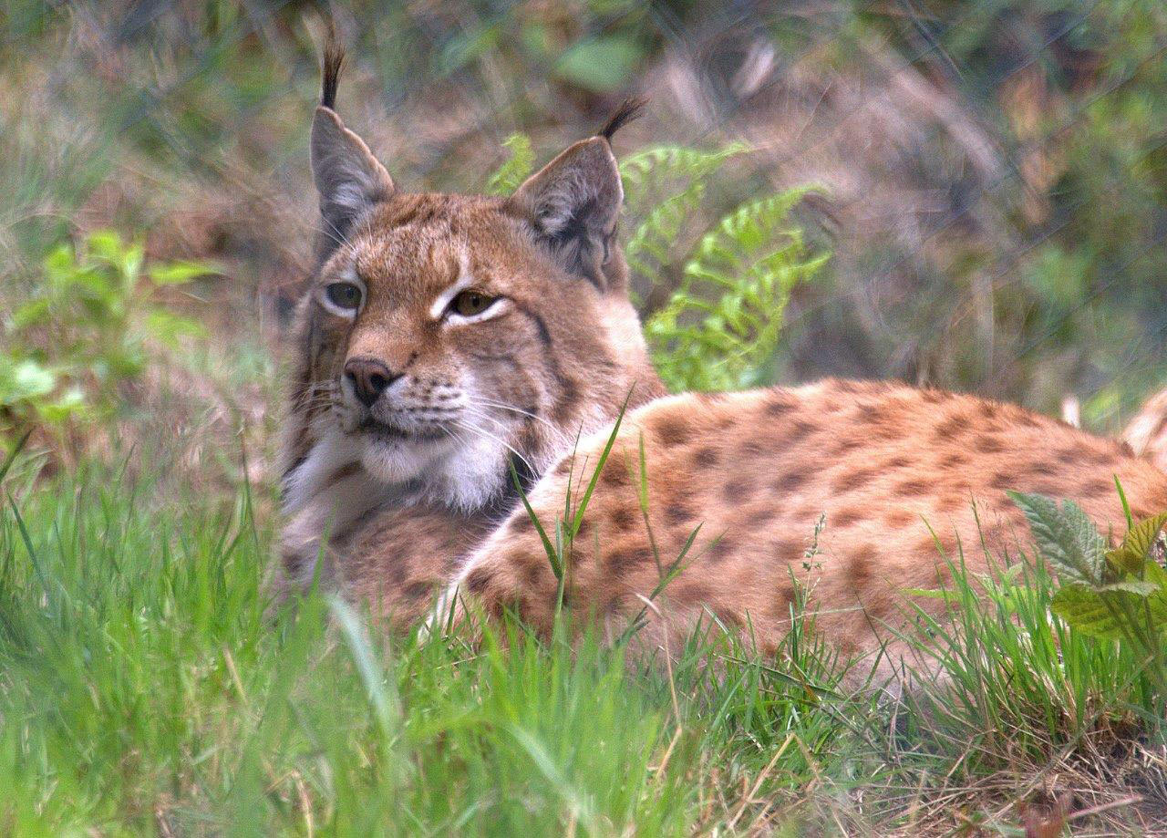 2016-04-34-wild-1-DSC_1339-khr-5.5 Wild (Foto: Karl-Heinz Richter)