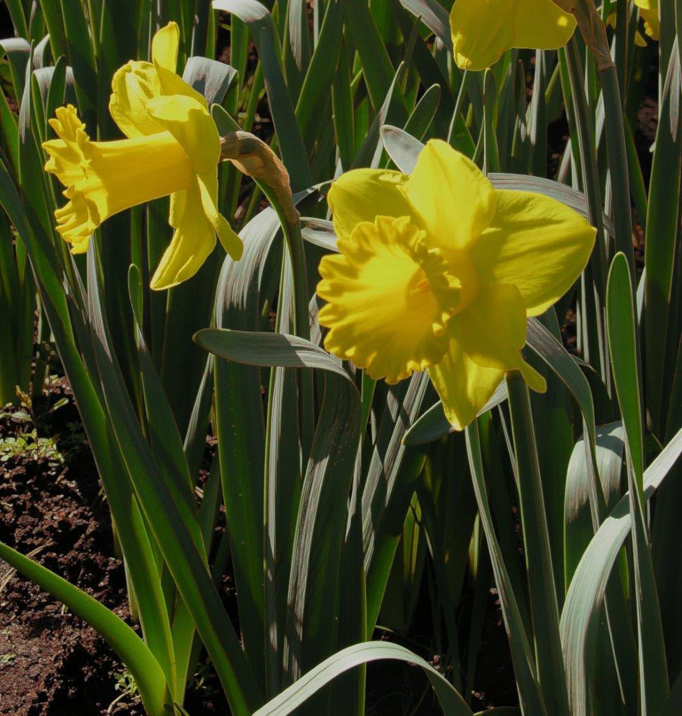 2016-04-zz01-7-Jahns-Familiennachwuchs-071-khr-4 Serie: Blumenschau (Foto: Karl-Heinz Richter)
