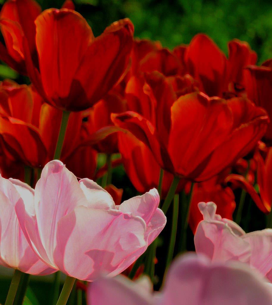 2016-04-zz01-9-DSCN9098-khr-4 Serie: Blumenschau (Foto: Karl-Heinz Richter)