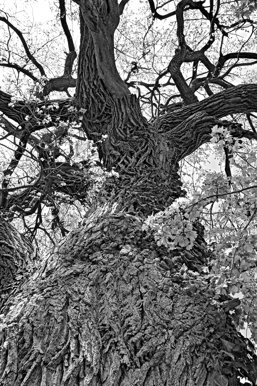 Alt wie ein Baum (Foto: Roland Kastner)