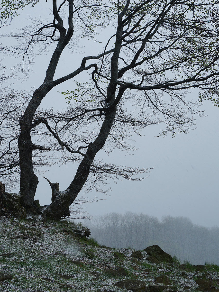 Frühjahrsschneesturm (Foto: Sylvi Raakow)