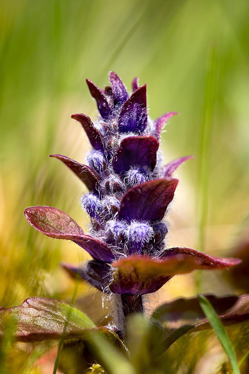 Günsel (Frank Hausdörfer)