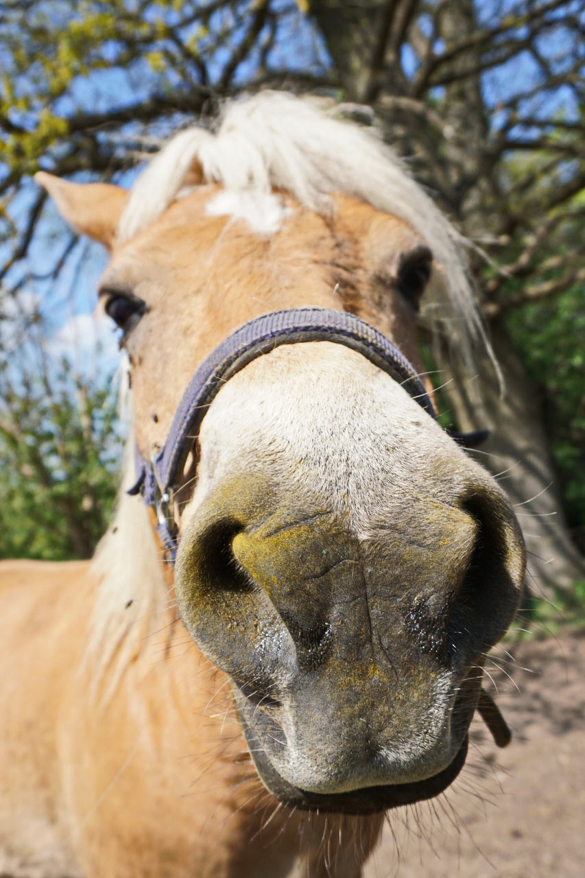 Neugier (Foto: Roland Kastner)