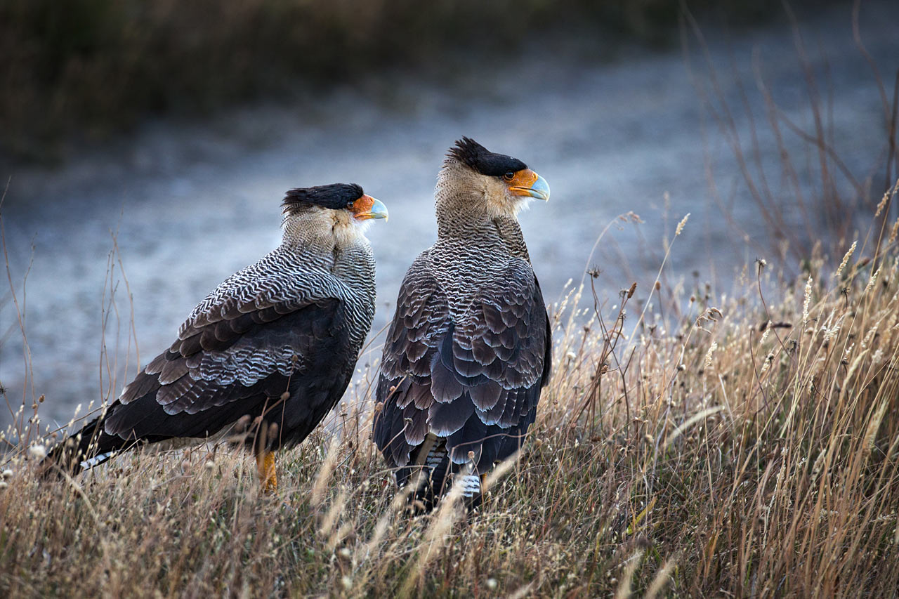 Schopfkarakaras (Frank Hausdörfer)