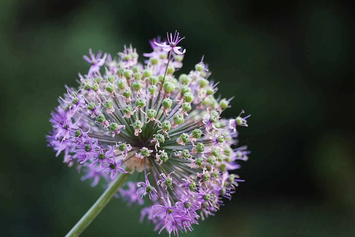 Sommer im Garten (Foto: Sylvi Raakow)