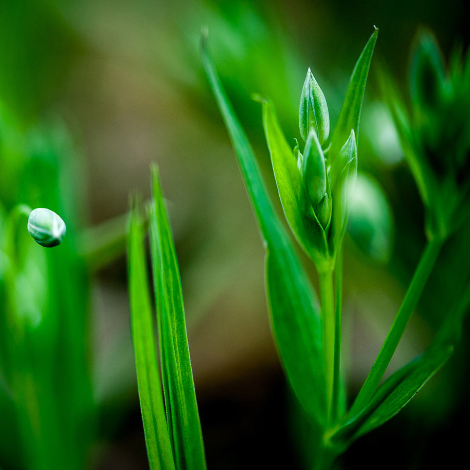 Spross (Foto: Uli Pfeufer)