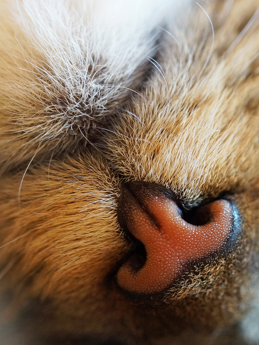 Tiefenentspannt (Foto: Sylvi Raakow)