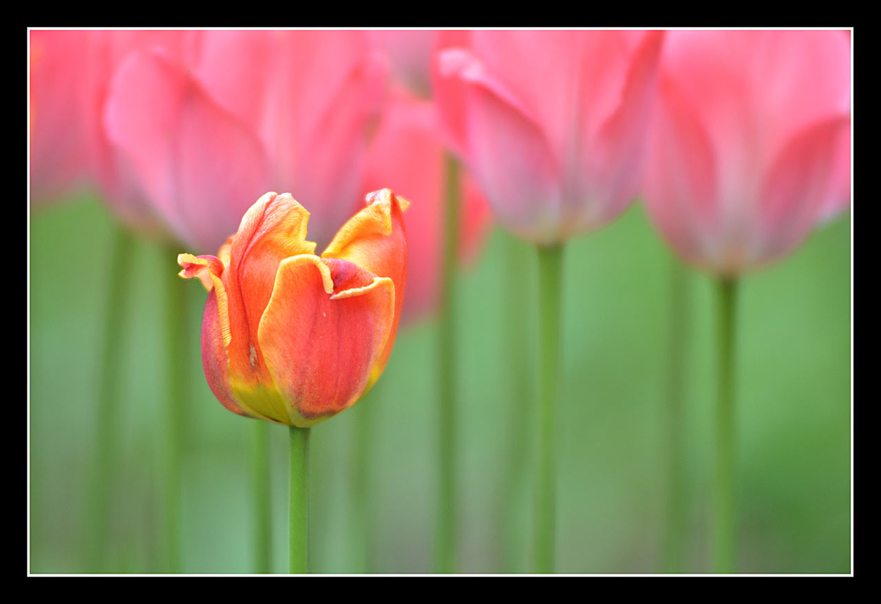 Tulpe (Foto: Günter Giese)