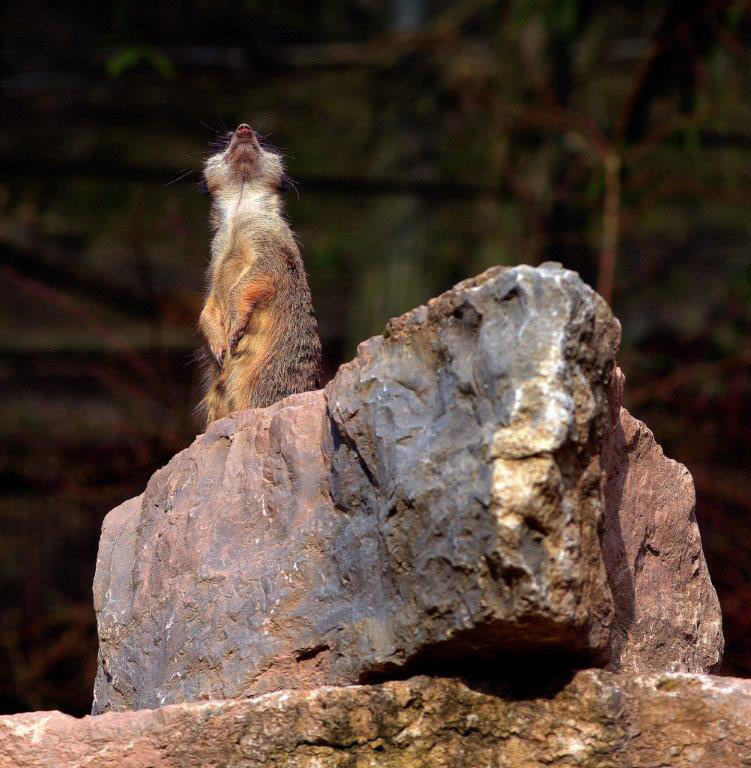 Serie: Tierpark Suhl (Foto: Karl-Heinz Richter