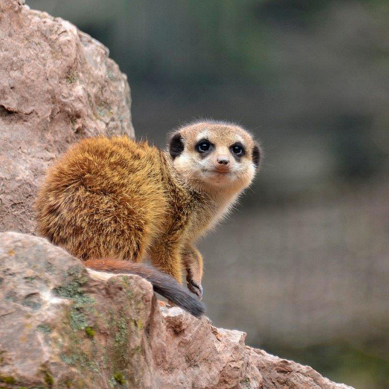 Serie: Tierpark Suhl (Foto: Karl-Heinz Richter