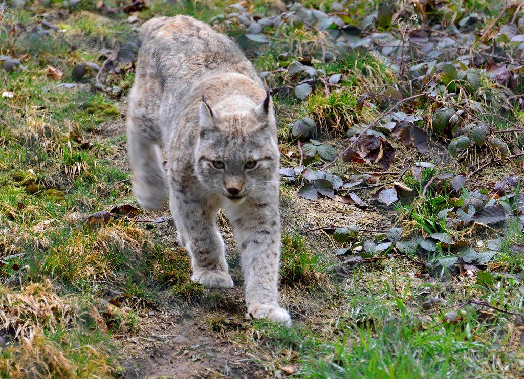 Serie: Tierpark Suhl (Foto: Karl-Heinz Richter