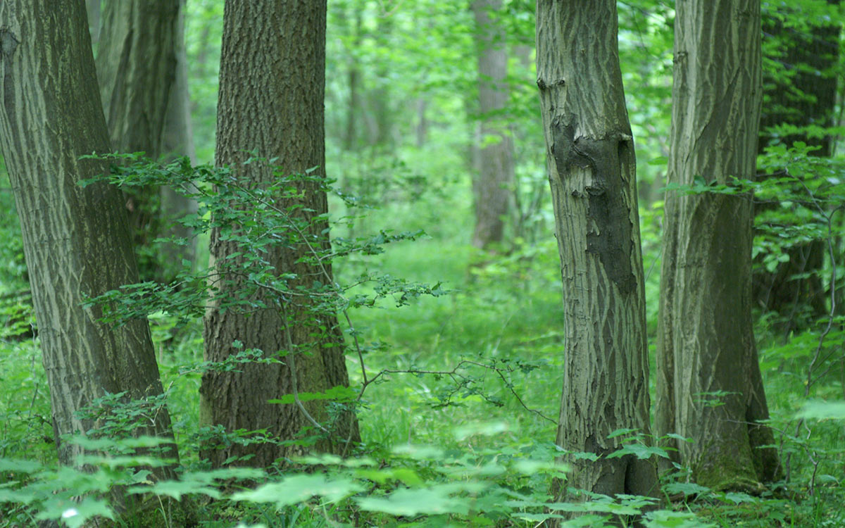 2016-06-09-Fruehlingswald-sr-5.33 Frühlingswald (Foto: Sylvi Raakow)