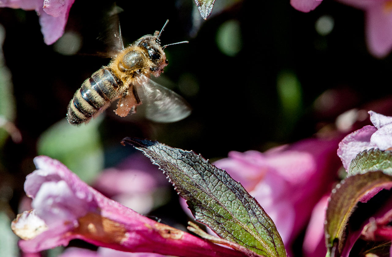 Anflug (Foto: Uli Pfeufer)