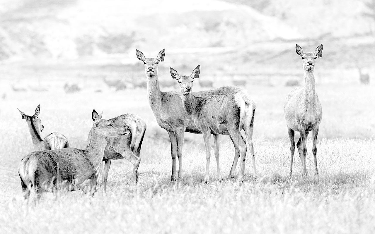 Hirsche (Foto: Frank Hausdörfer)