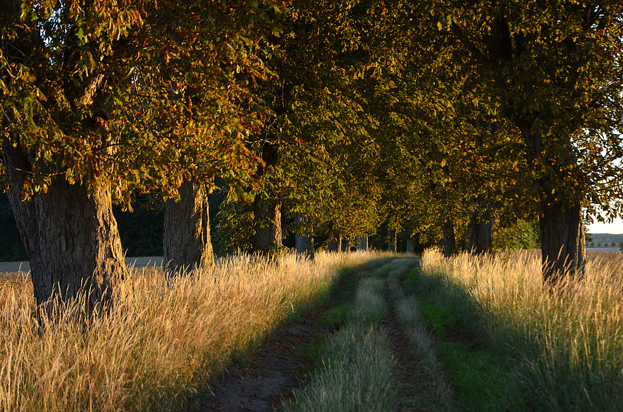 Kastanienallee (Foto: Günter Giese)