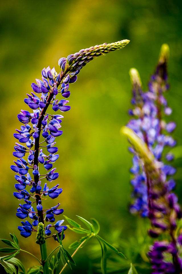 Lupine (Foto: Uli Pfeufer)