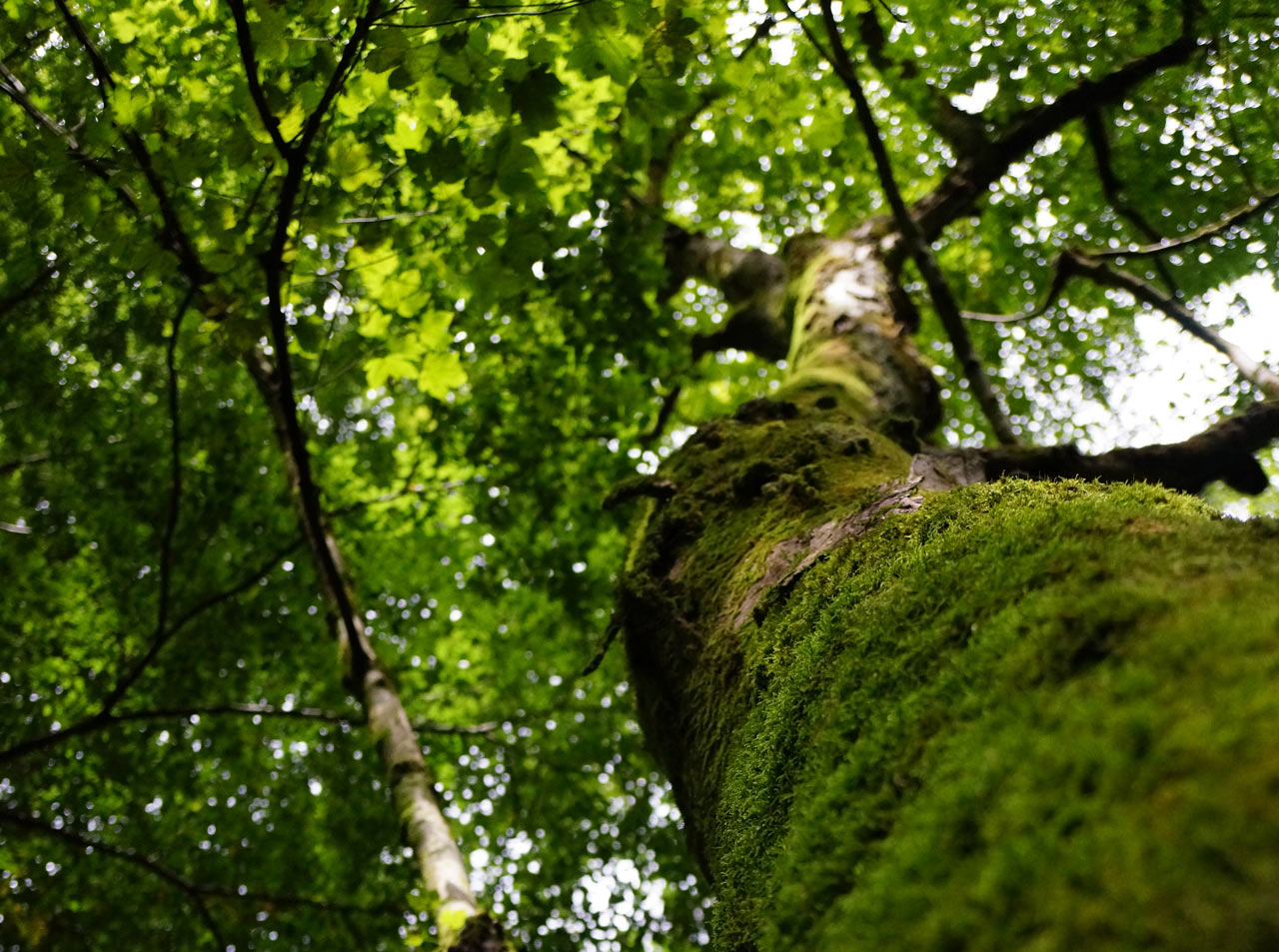 2016-09-04-bemoost-sr-4.25 Bemoost (Foto: Sylvi Raakow)