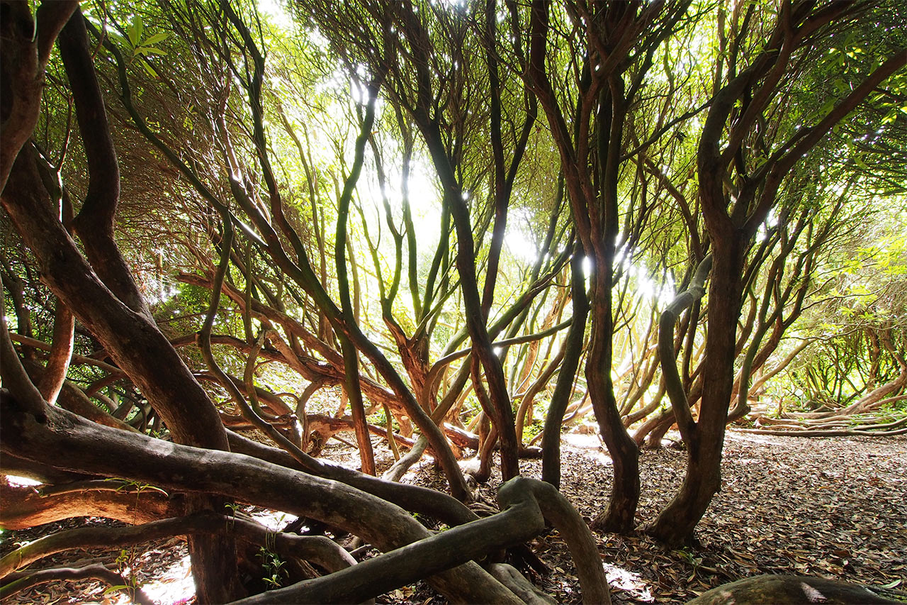 2016-09-28-Unterholz-P0057290-ak-5.66 Rhododendron Unterholz (Foto: Andreas Kuhrt)
