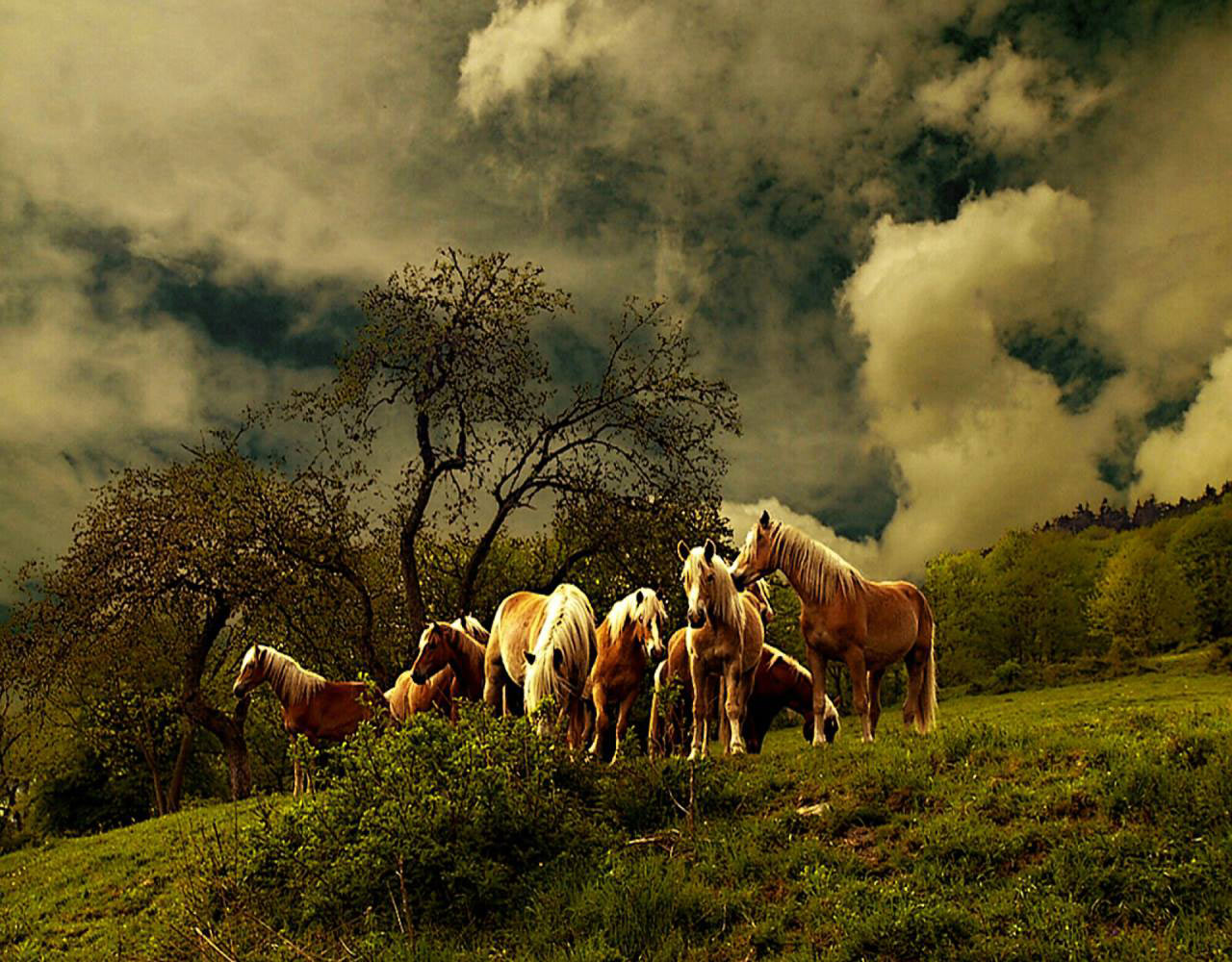 2016-10-02-Ausritt-rr-6.66 Ausritt (Foto: Ratomir Radomirovic)