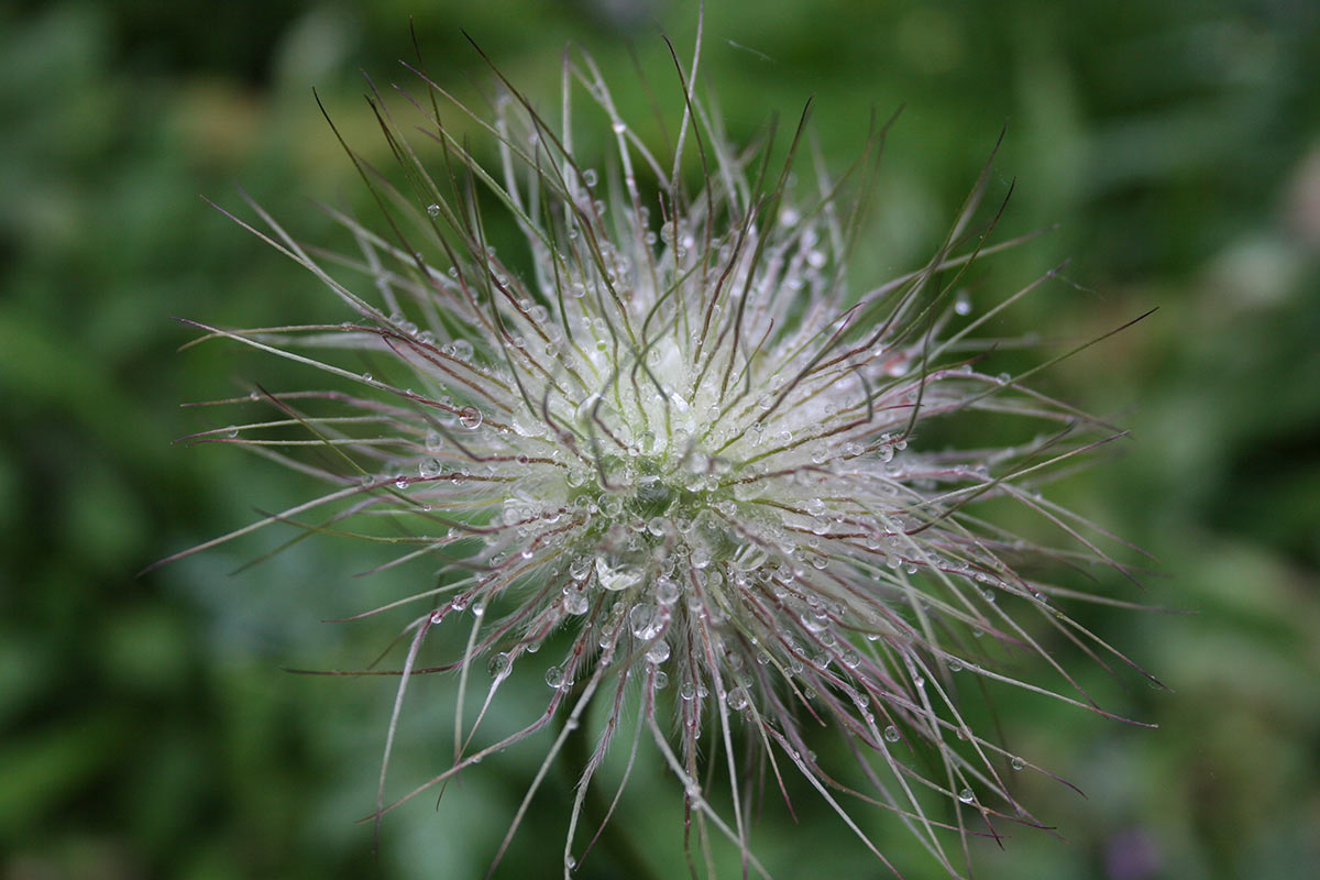 2016-10-16-IMG_1886-cf-5 Tropfenfänger (Foto: Carolin Fritz)