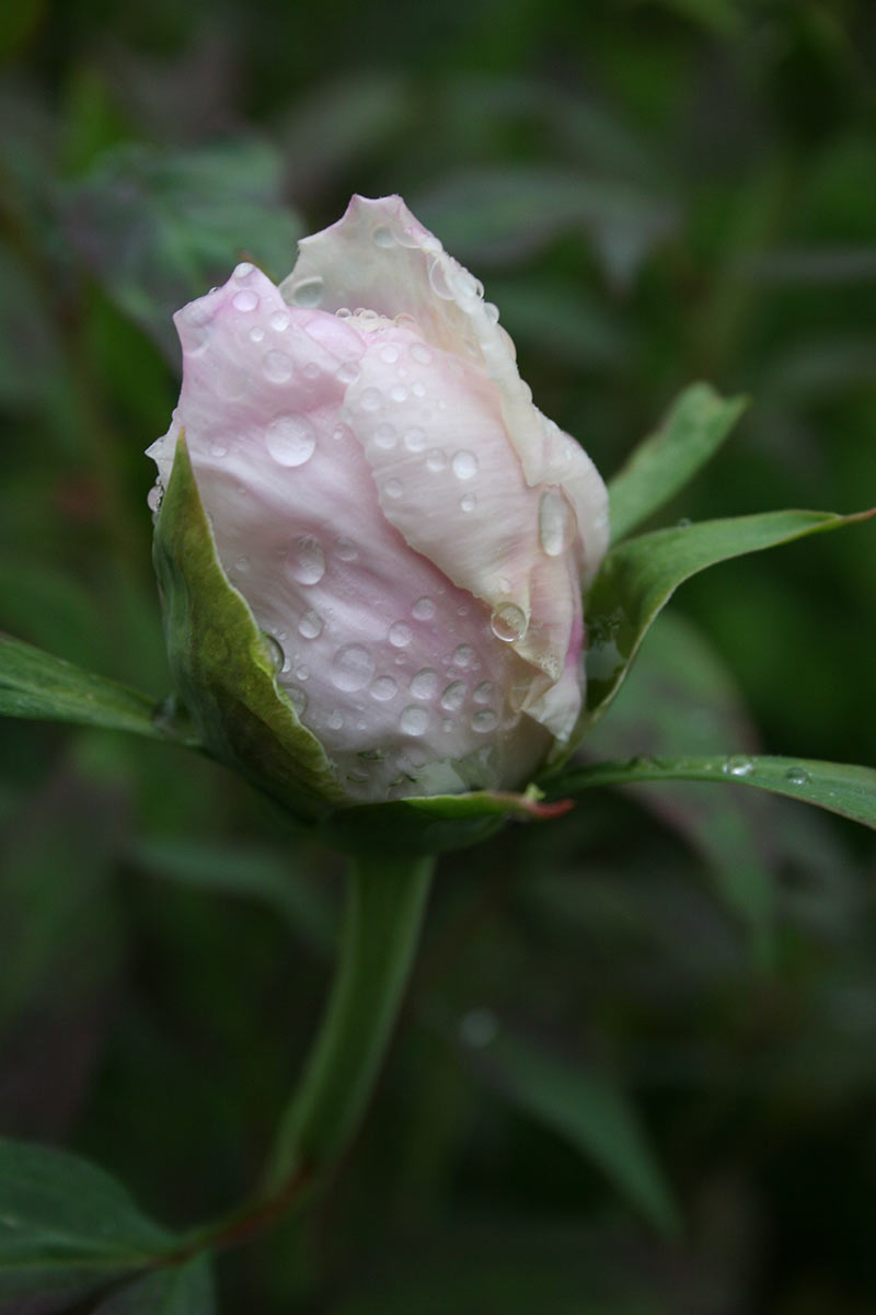 2016-10-17-IMG_1899-cf-5 Rose (Foto: Carolin Fritz)