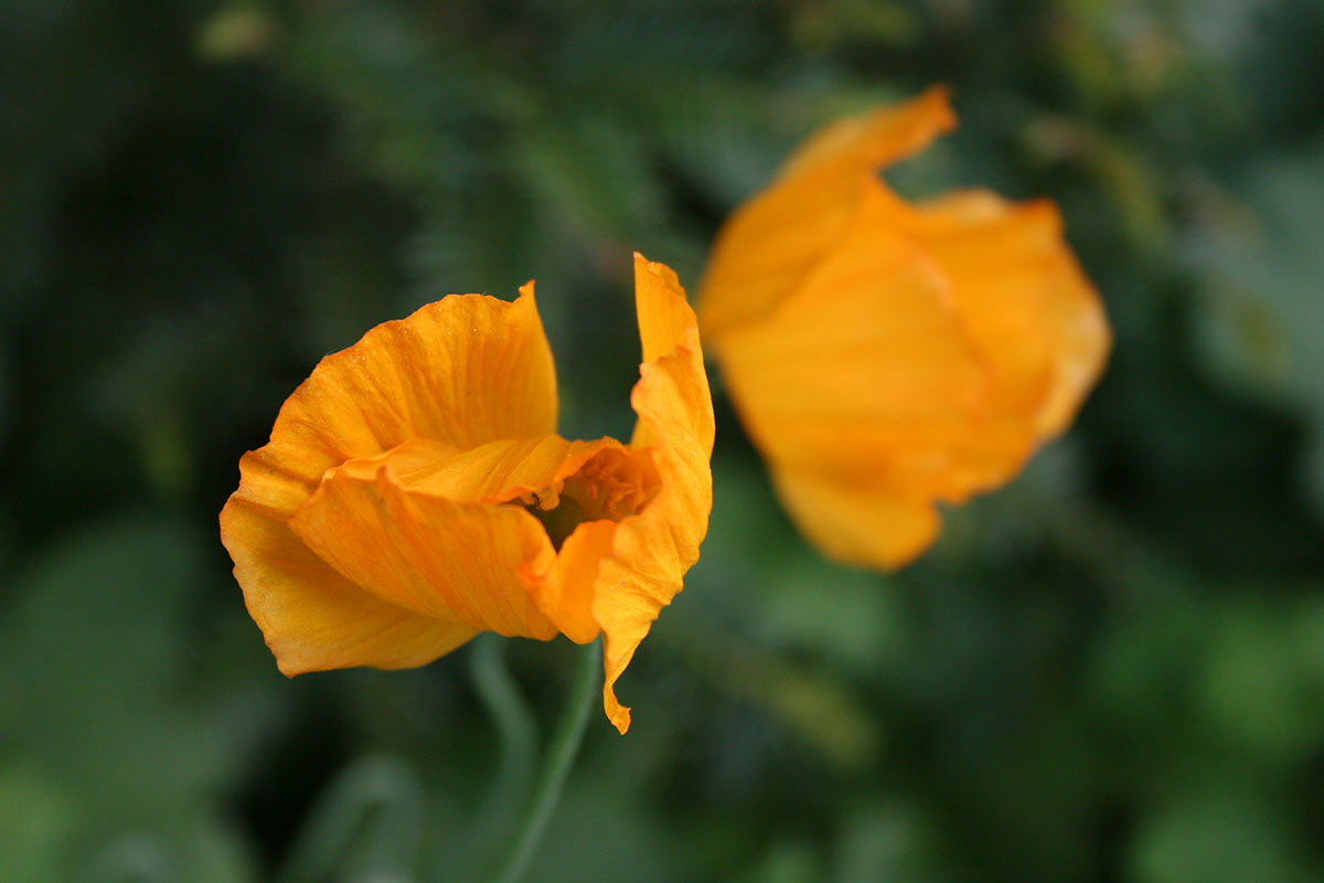 2016-10-18-IMG_2050-cf-5 Mohn (Foto: Carolin Fritz)