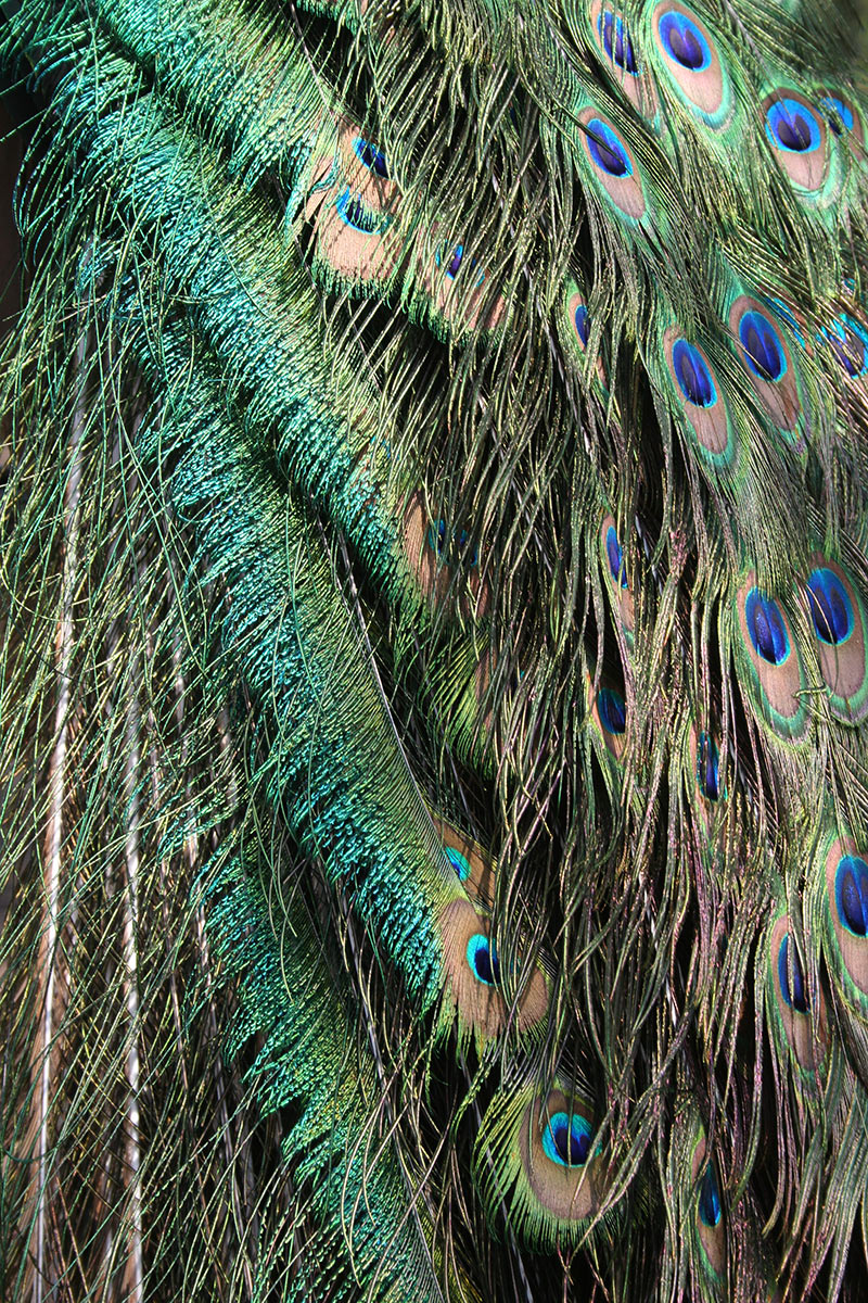 2016-10-19-IMG_2517-cf-5.66 Federkleid (Foto: Carolin Fritz)