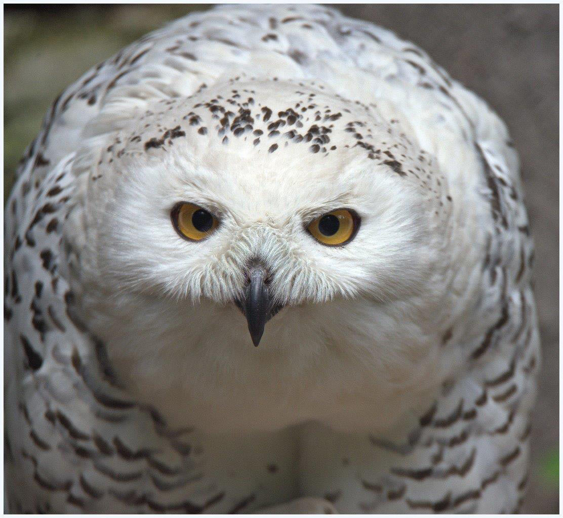 2016-10-34-schneeeule-khr-6.33 Schnee-Eule (Foto: Karl-Heinz Richter)