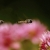Serie: Insekten (Foto: Ratomir Radomirovic)
