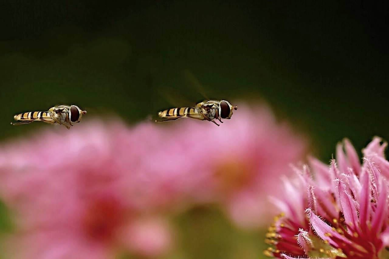 2016-10-zz01-1-Insekten-rr-7.66-1 Serie: Insekten (Foto: Ratomir Radomirovic)