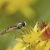 Serie: Insekten (Foto: Ratomir Radomirovic)