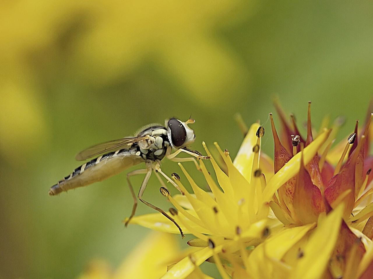 2016-10-zz01-2-Insekten-rr-7.66-1 Serie: Insekten (Foto: Ratomir Radomirovic)